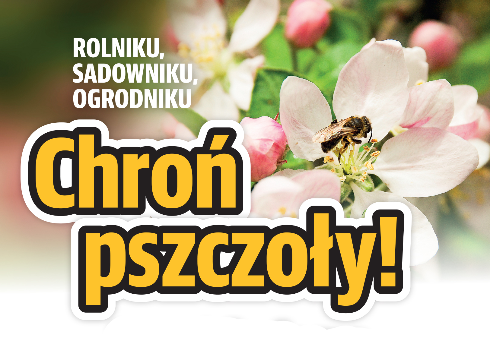 chron pszczoly