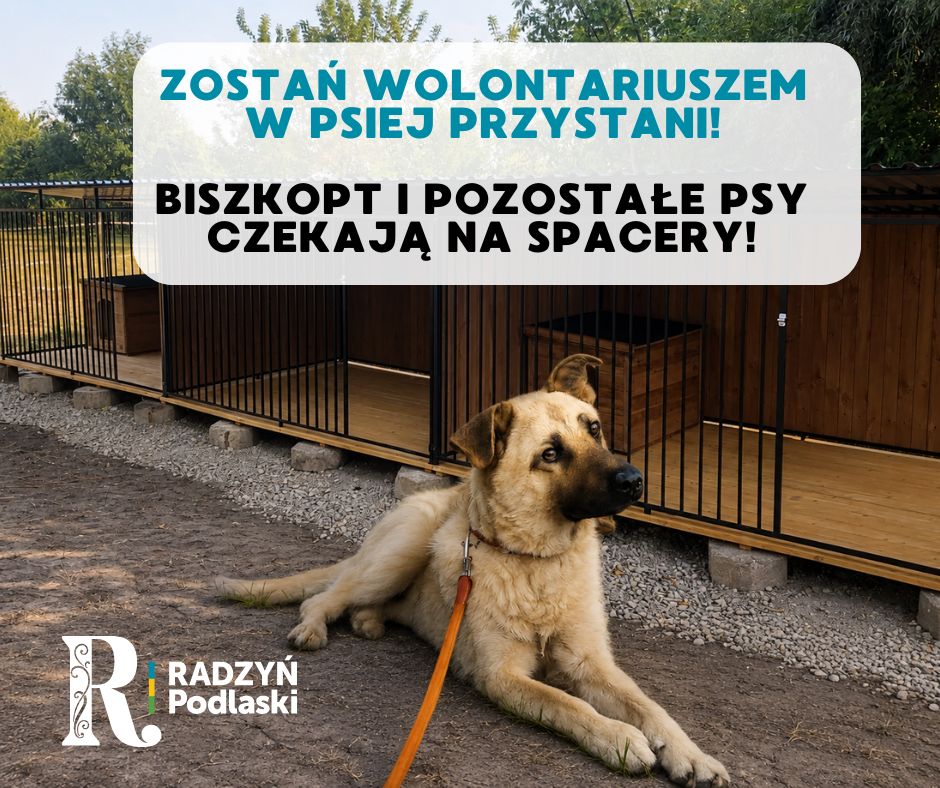 WOLONTARIAT W PSIEJ PRZYSTANI 2