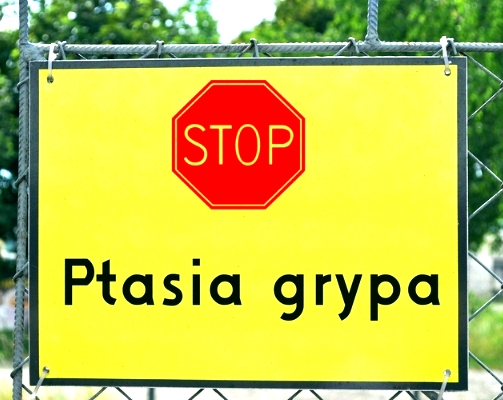 grypa