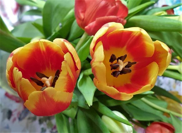 tulipany małe