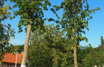 P1010404