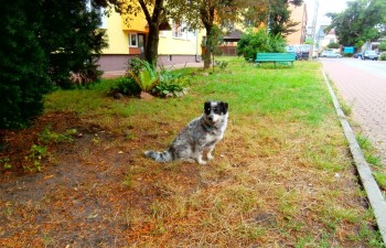 Jeden z psów przebywających przy bloku nr 8