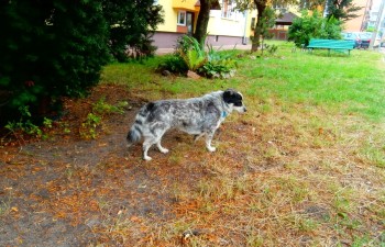 Jeden z psów przebywających przy bloku nr 8