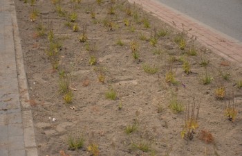 Fot.: Joanna Brzyska