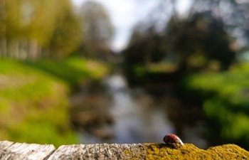 Anna Kierych - Radzyński spacerowicz