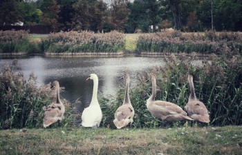 Wyróżnienie 2: Karolina Wójcik-Kowalik - Radzyńskie Łabędzie